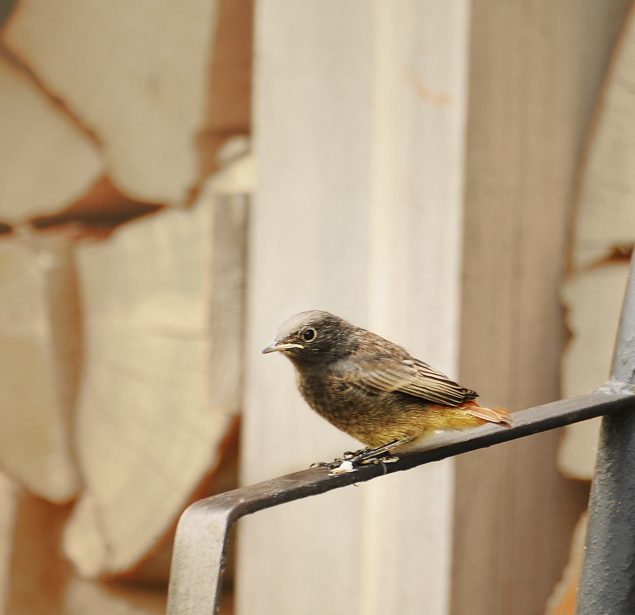 bird redstart winged free photo