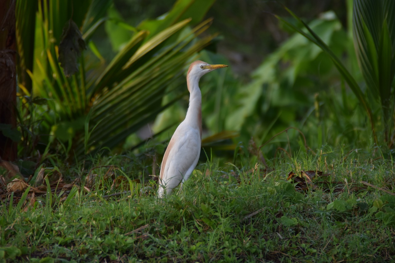 bird nature white free photo