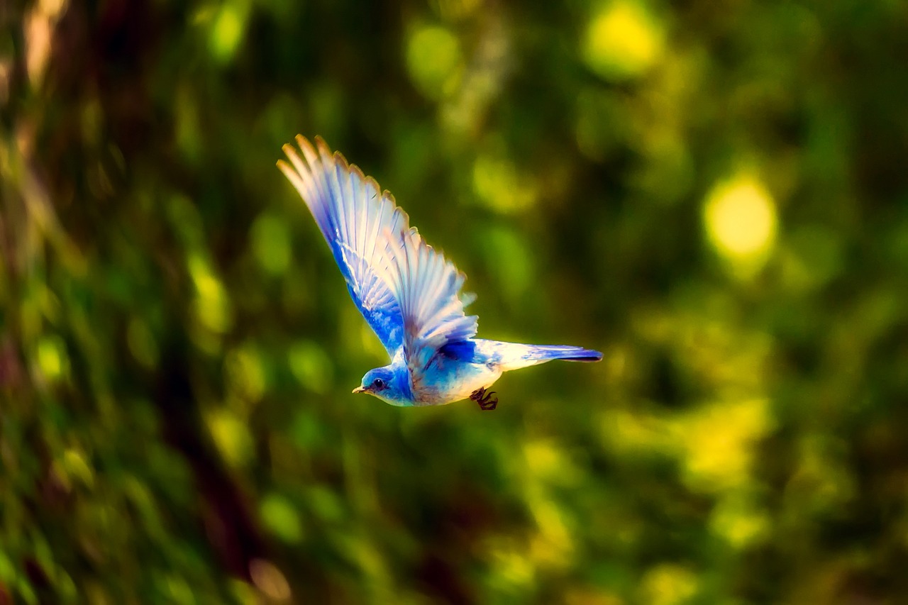 bird blue bird flying free photo