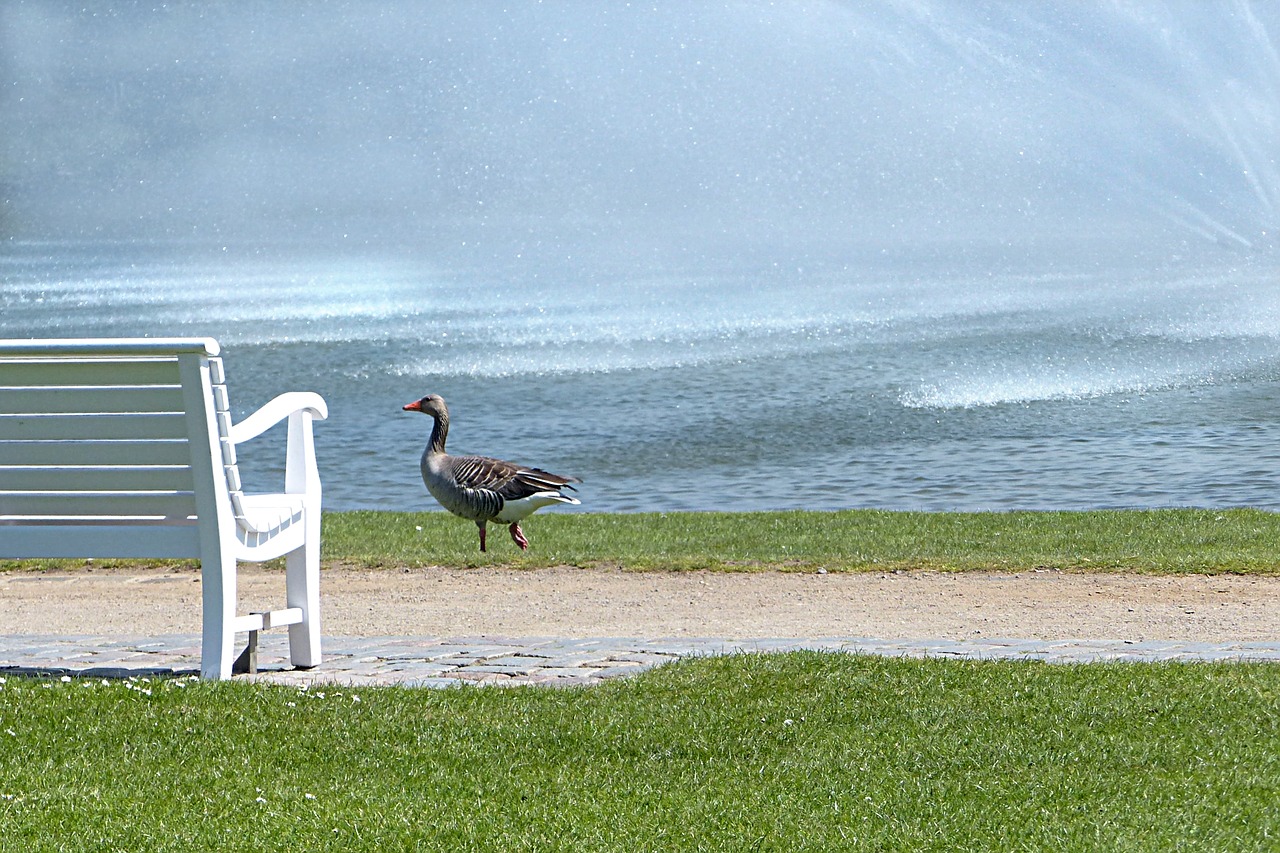 bird goose greylag goose free photo