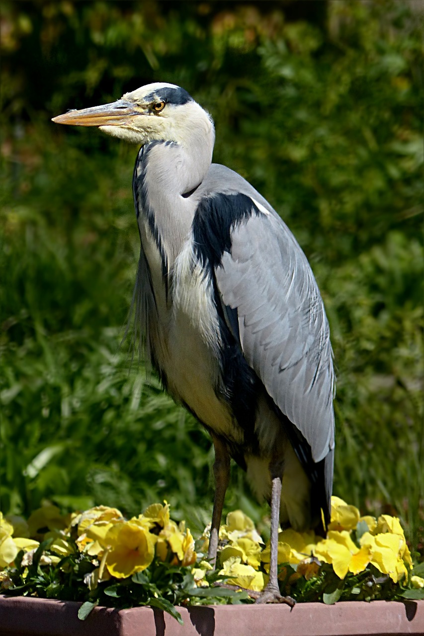 bird eastern heron free photo