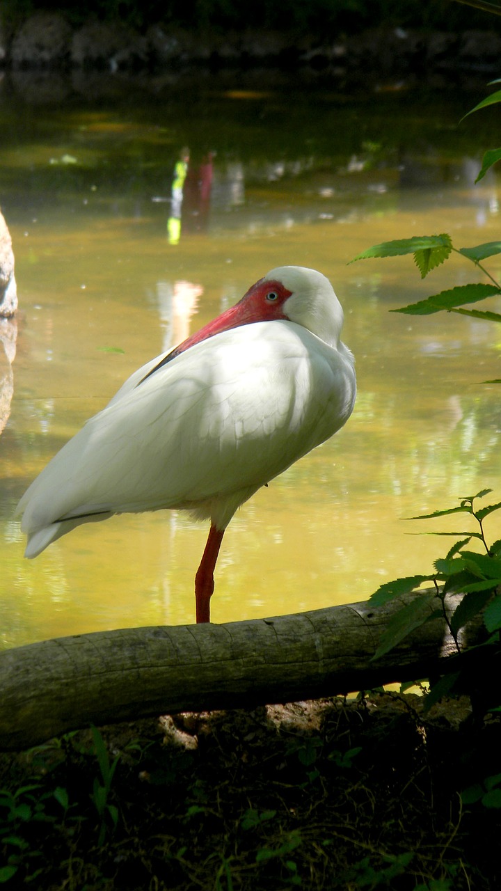 bird water nature free photo