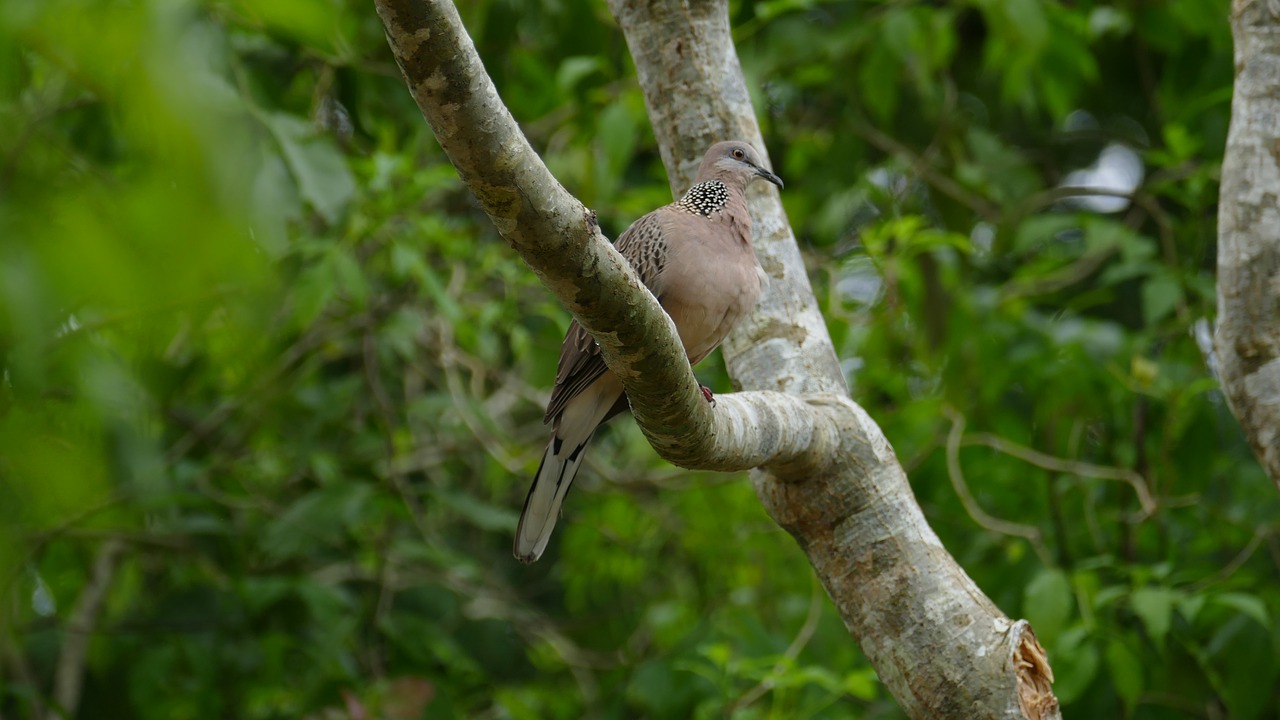 bird nature exotic bird free photo