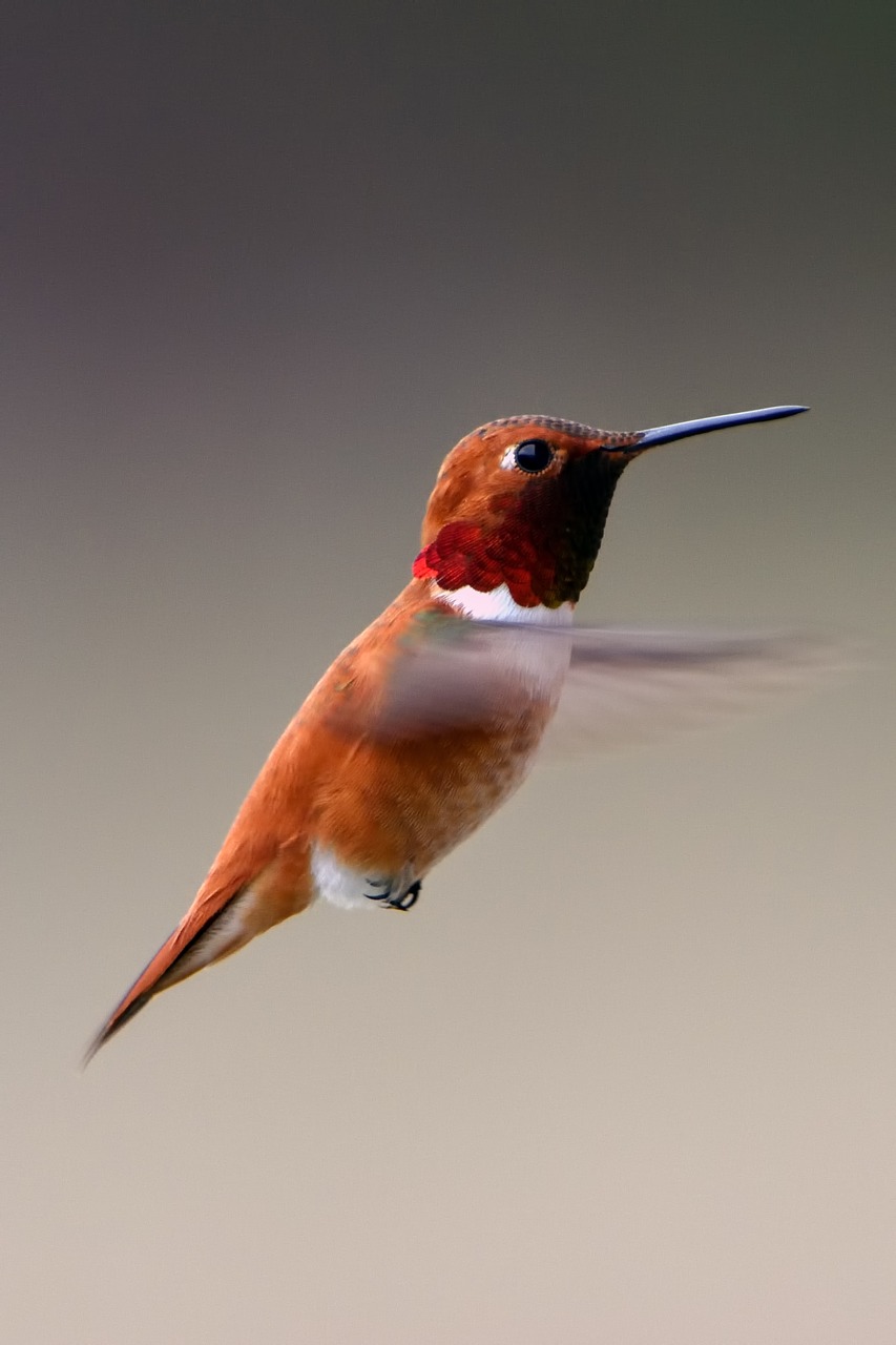 bird hummingbird wildlife free photo