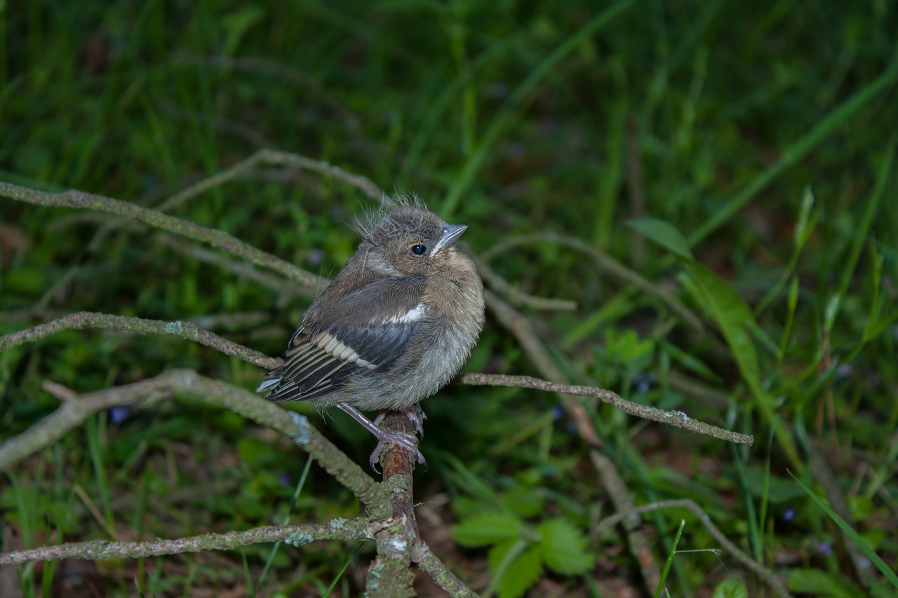 bird chick chaffinch free photo
