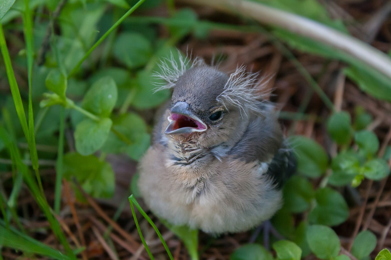 bird chick chaffinch free photo