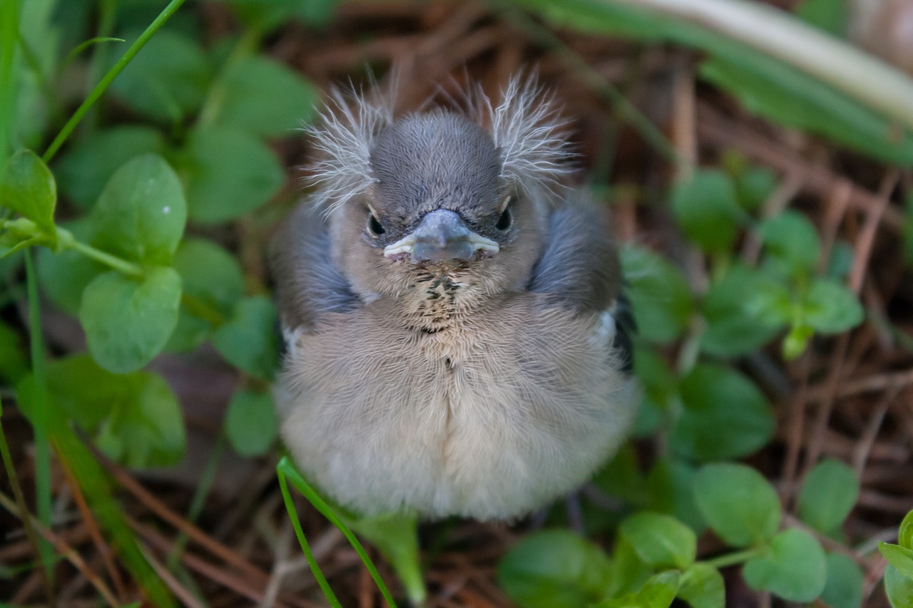 bird chick chaffinch free photo