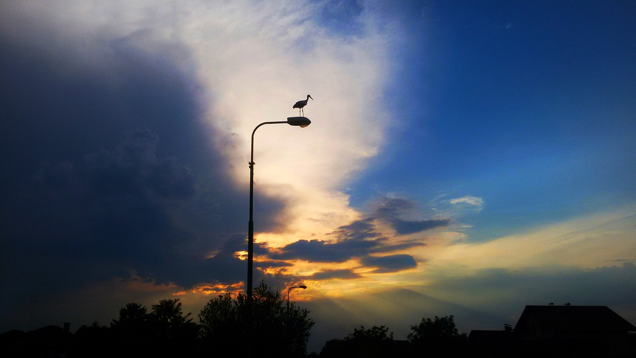 bird cloud's sunset free photo