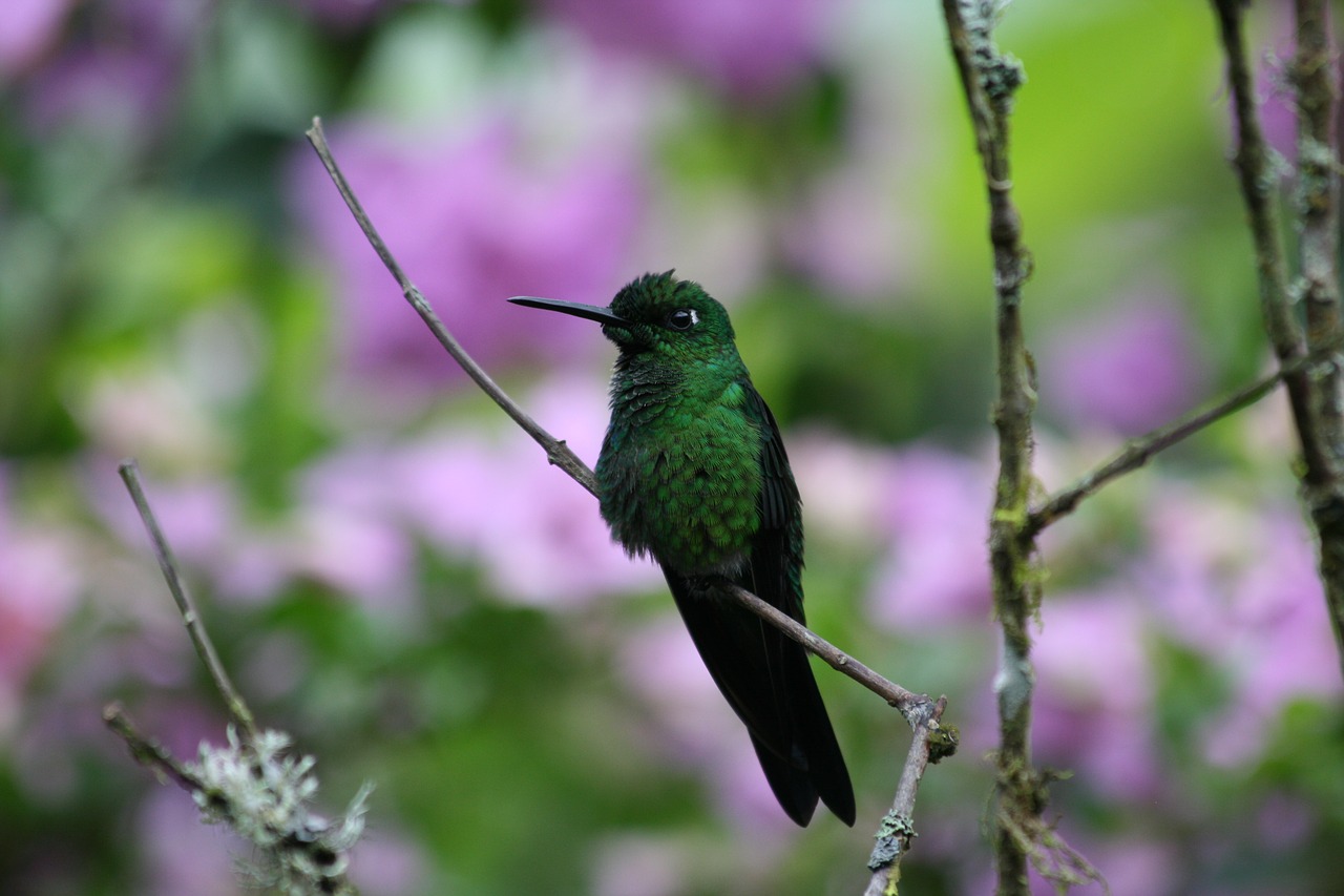 bird green bird green free photo