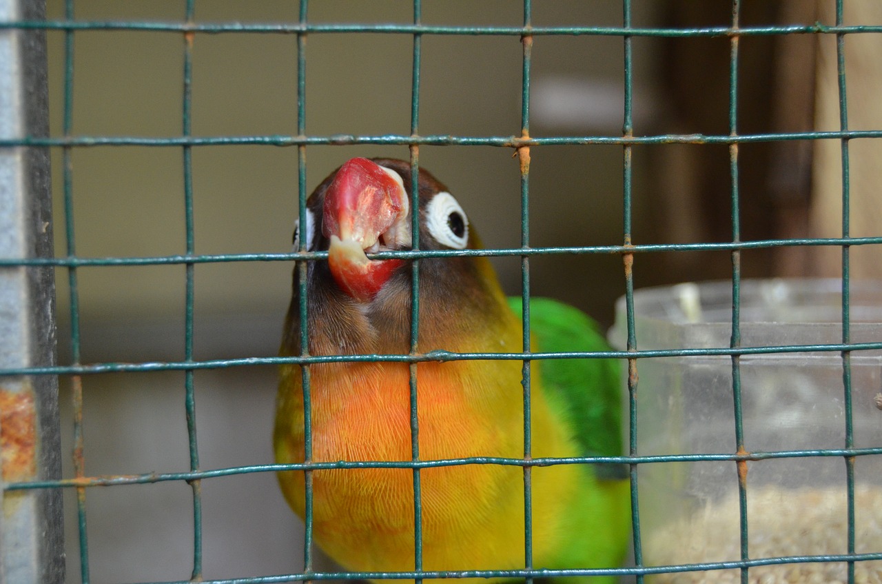 bird cage love bird free photo