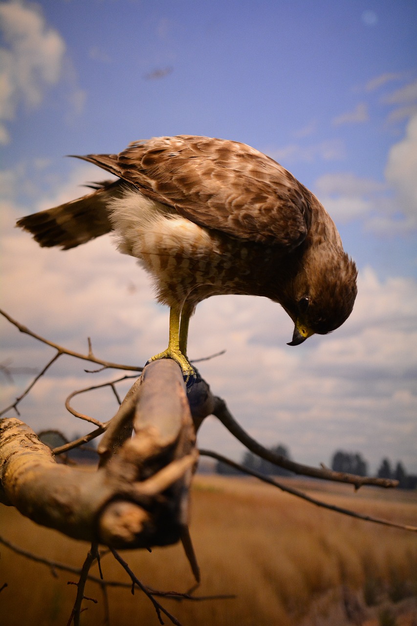 bird hawk nature free photo