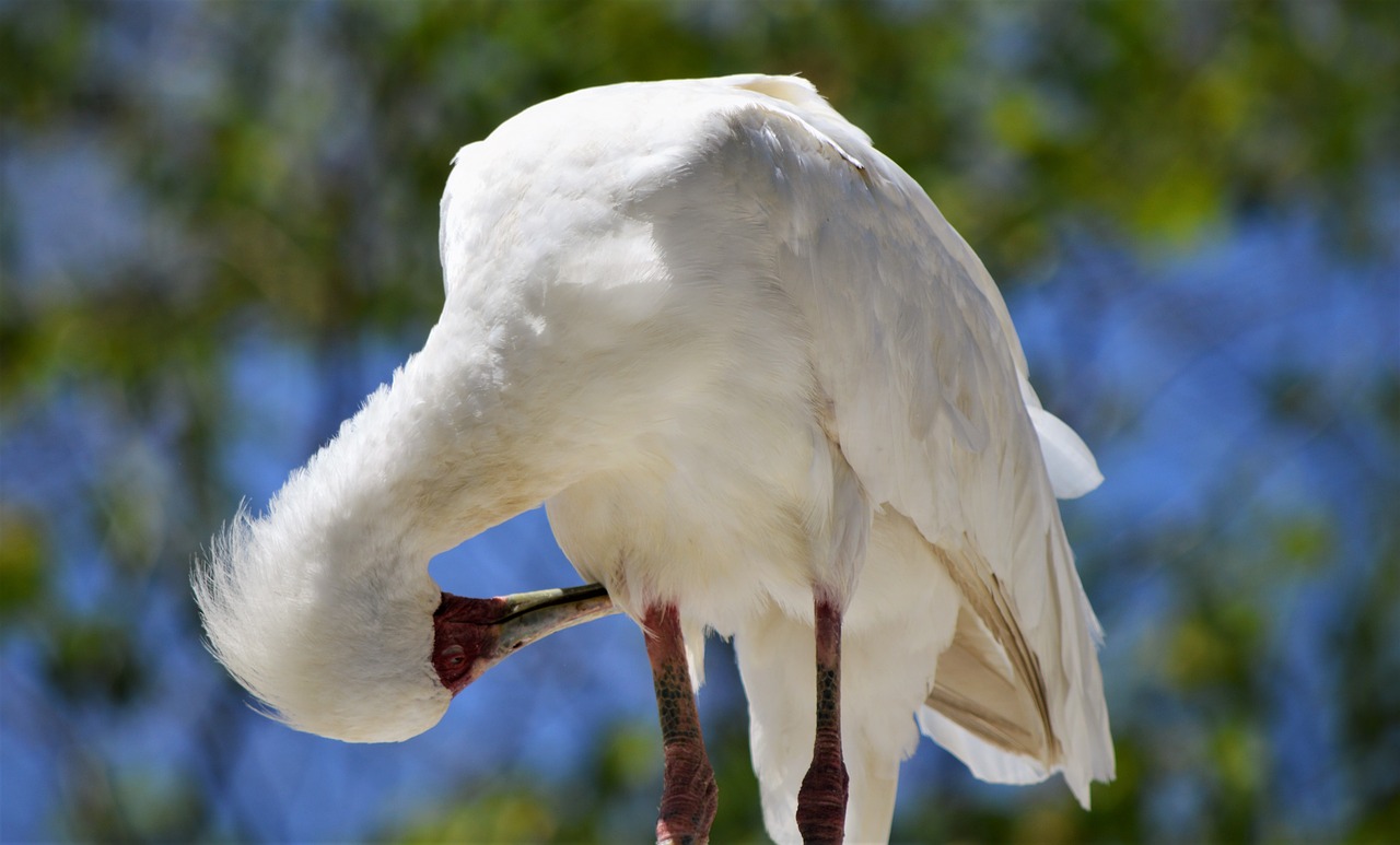 bird safari park san diego free photo