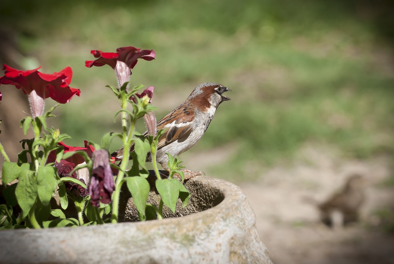 bird nature blur free photo