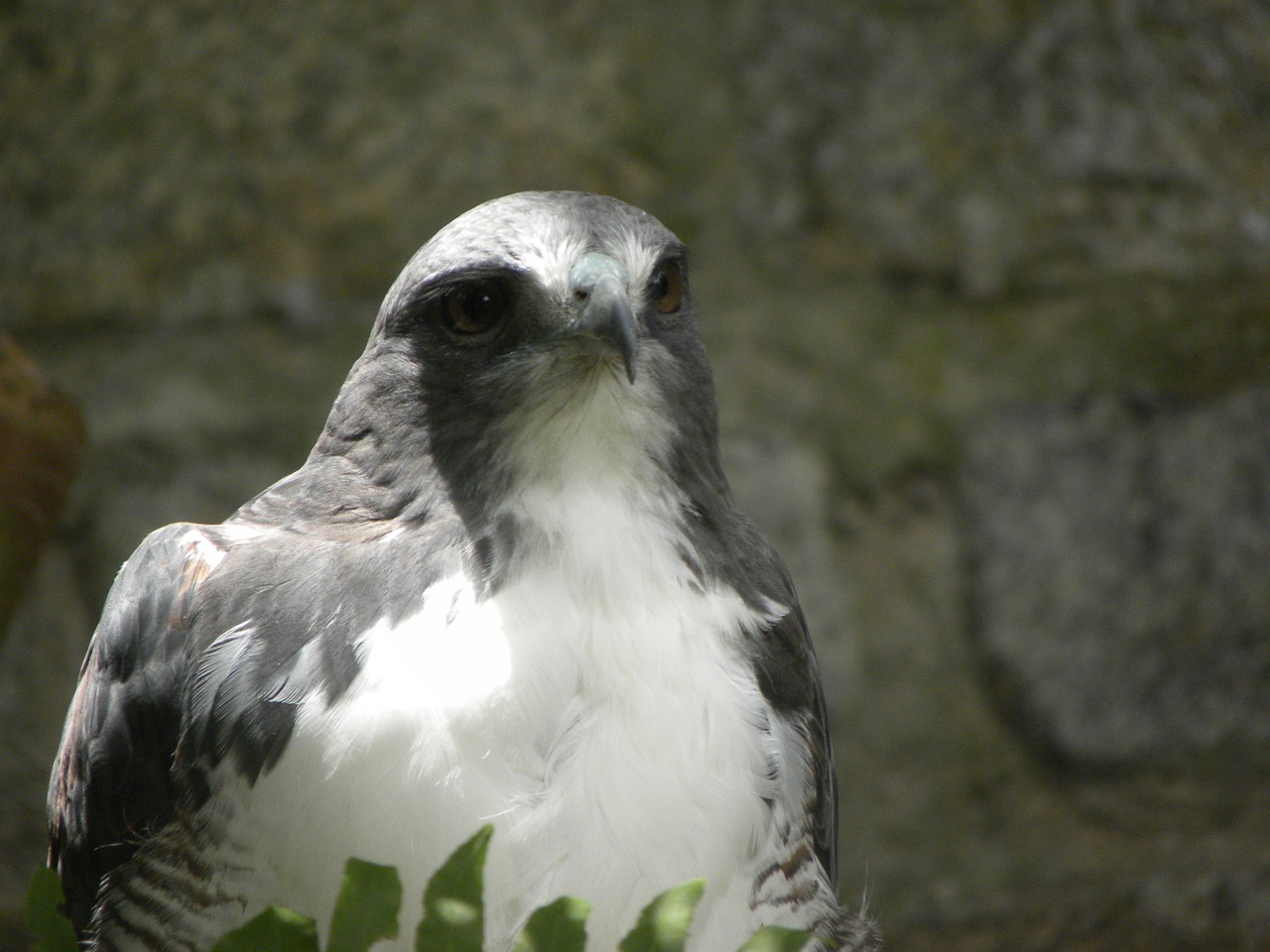 bird of prey free photo