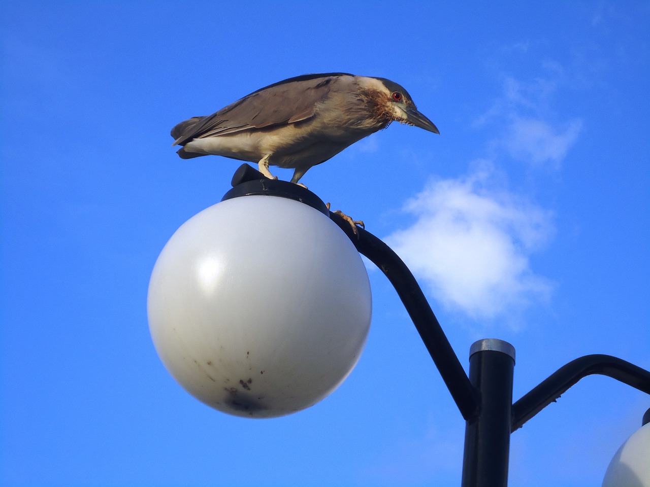 bird paige tropical bird free photo