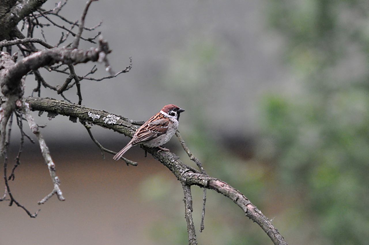 bird tree waiting free photo