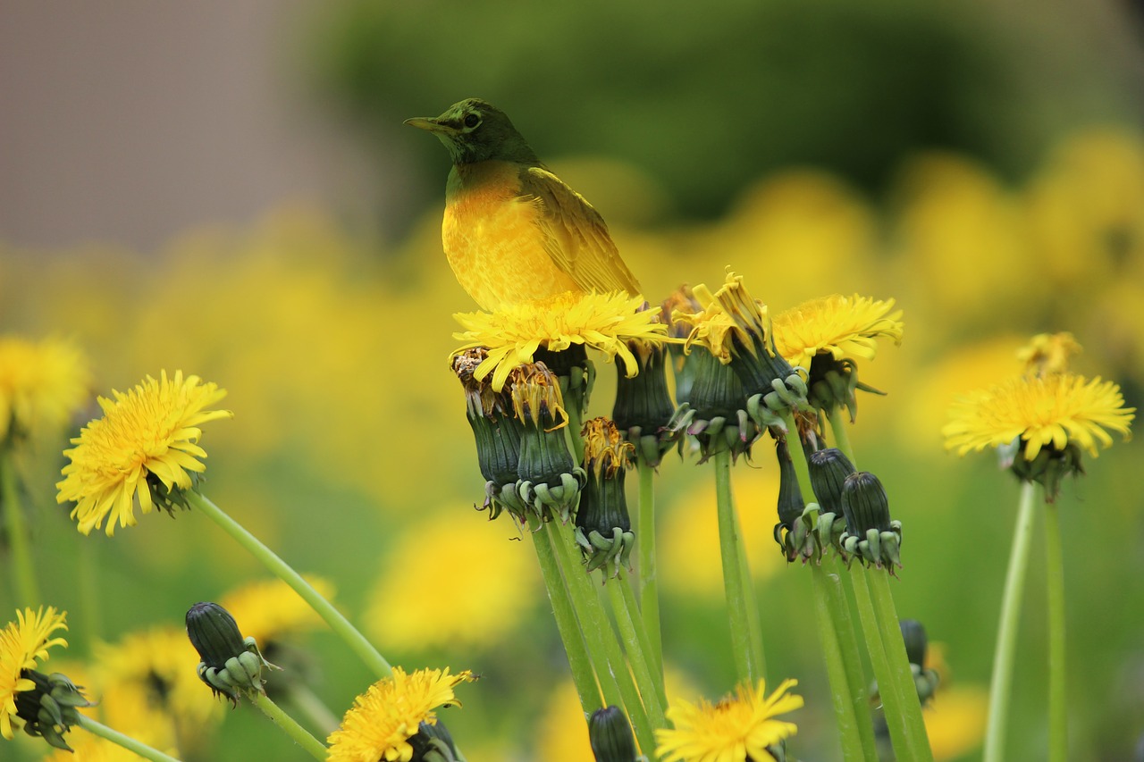 bird grass color free photo