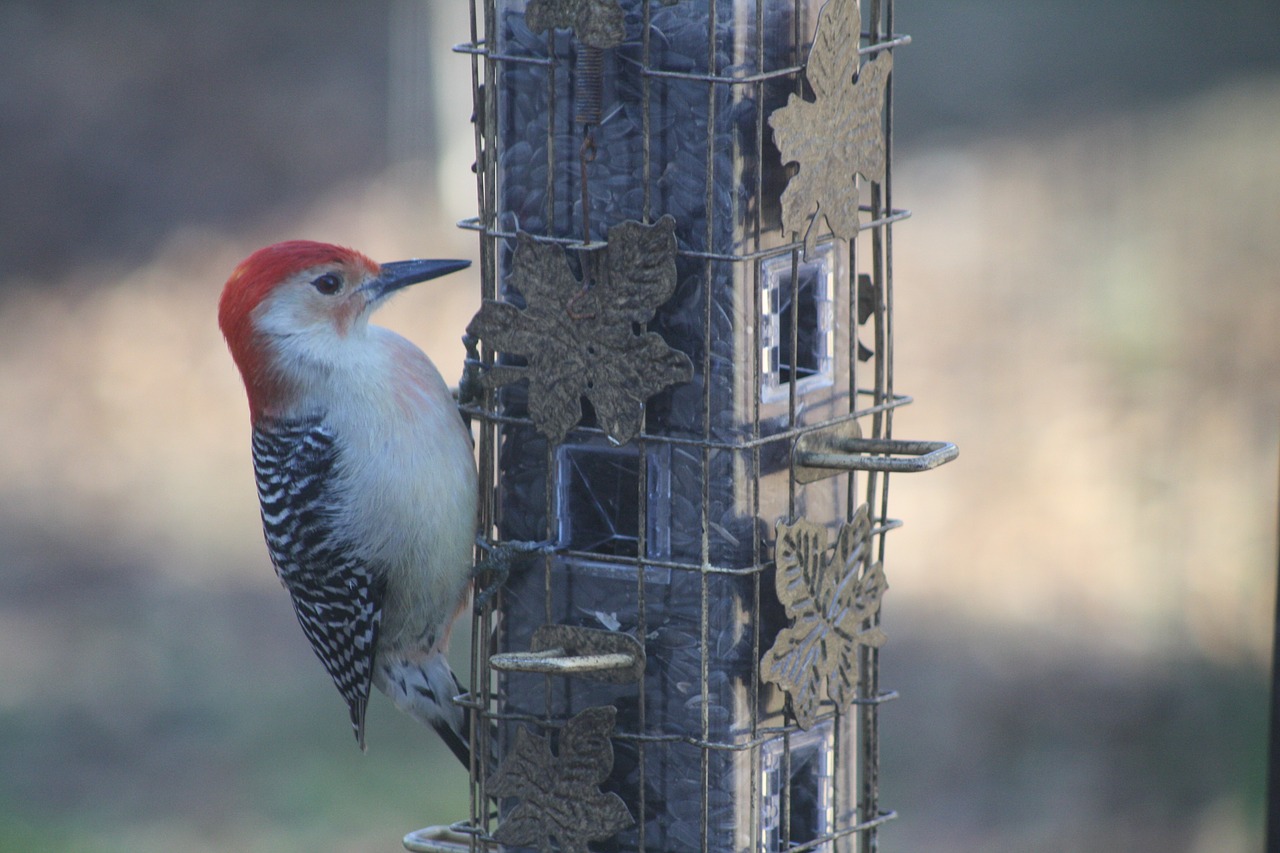 bird bird feeder woodpecker free photo