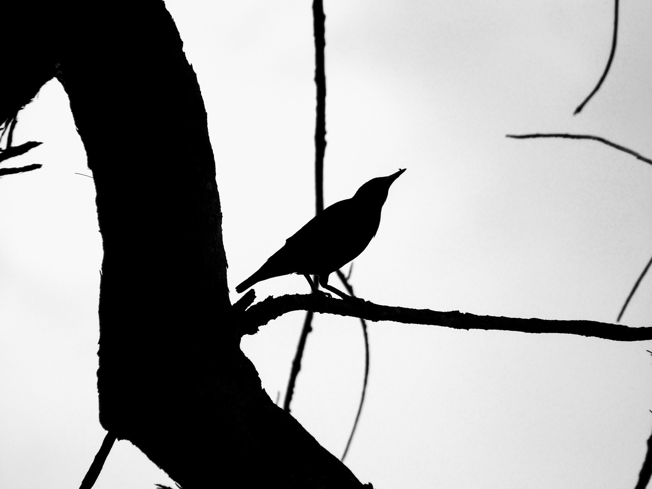 bird art silhouette free photo