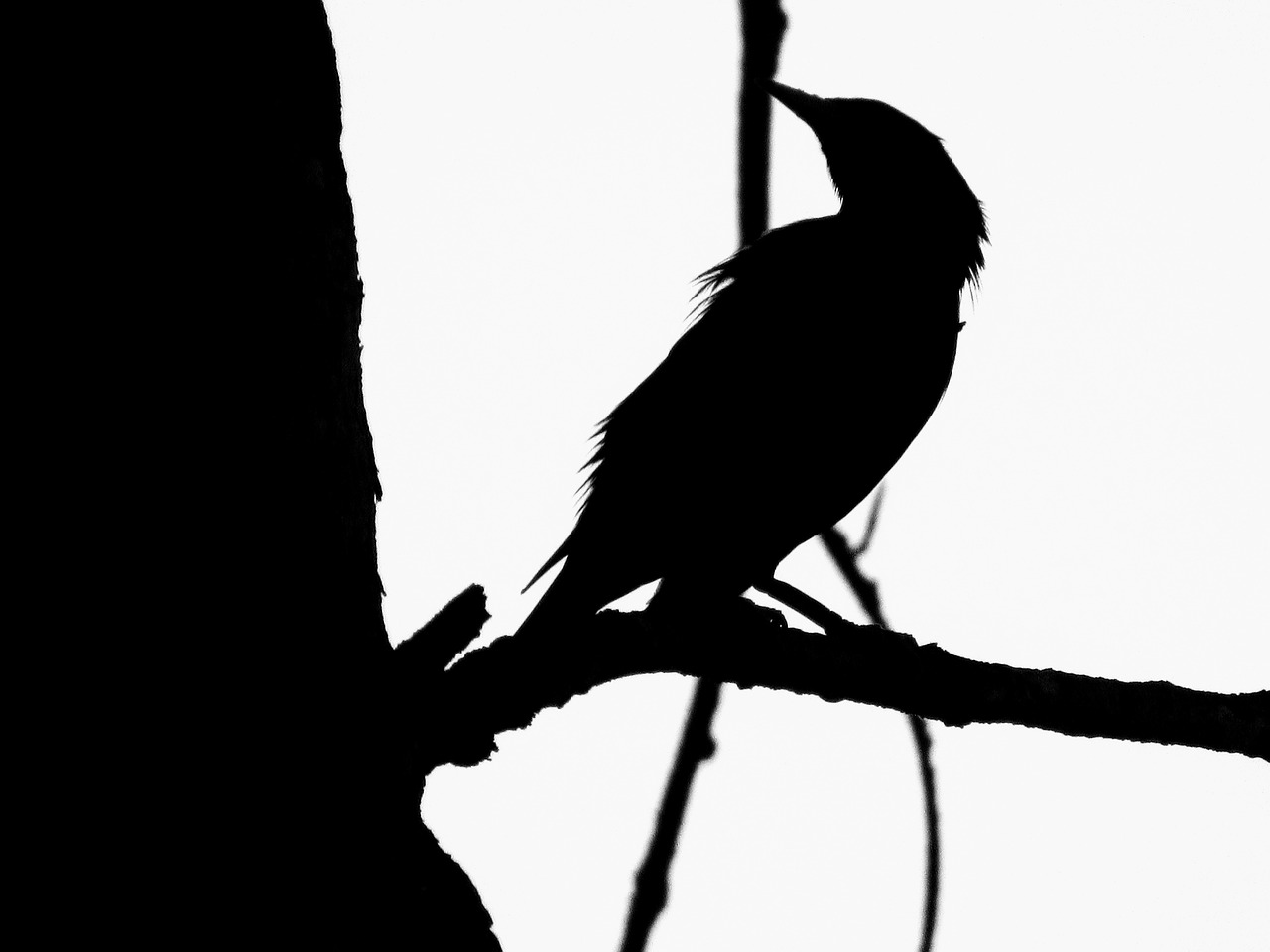 bird art silhouette free photo