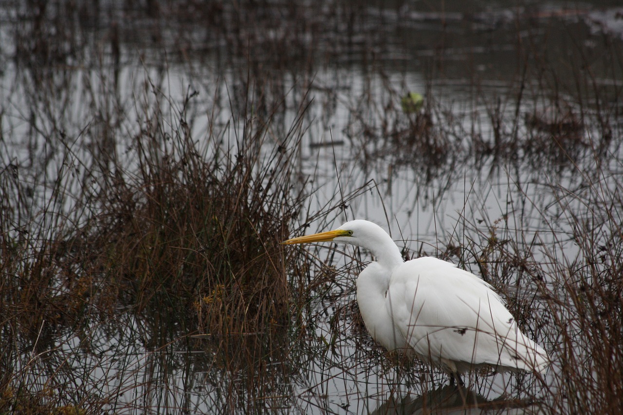 bird water nature free photo