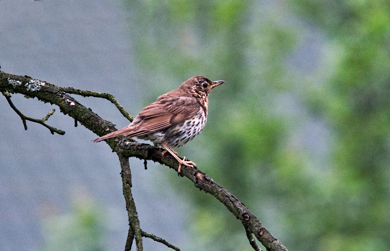 bird tree waiting free photo