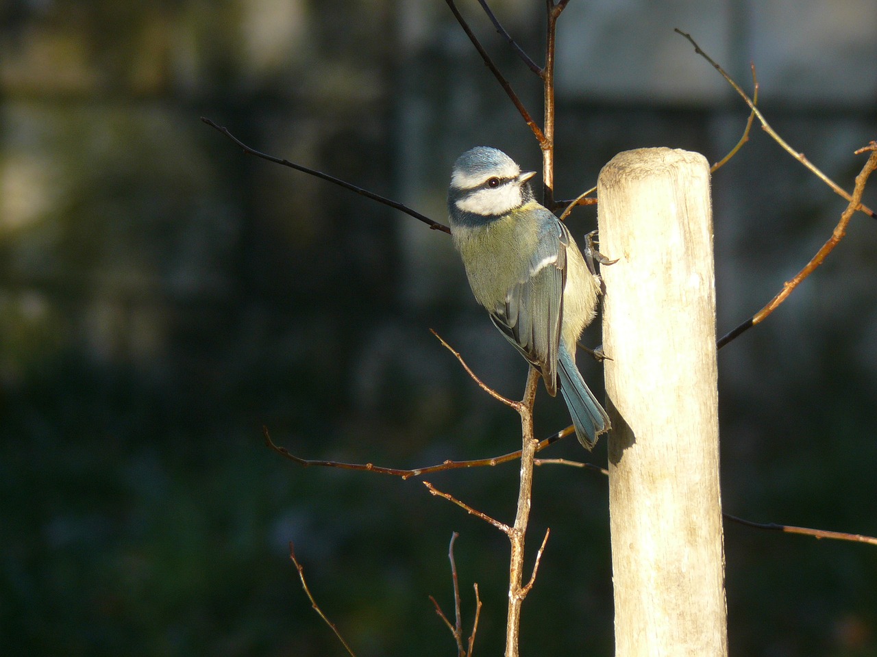 bird blue tit nature free photo