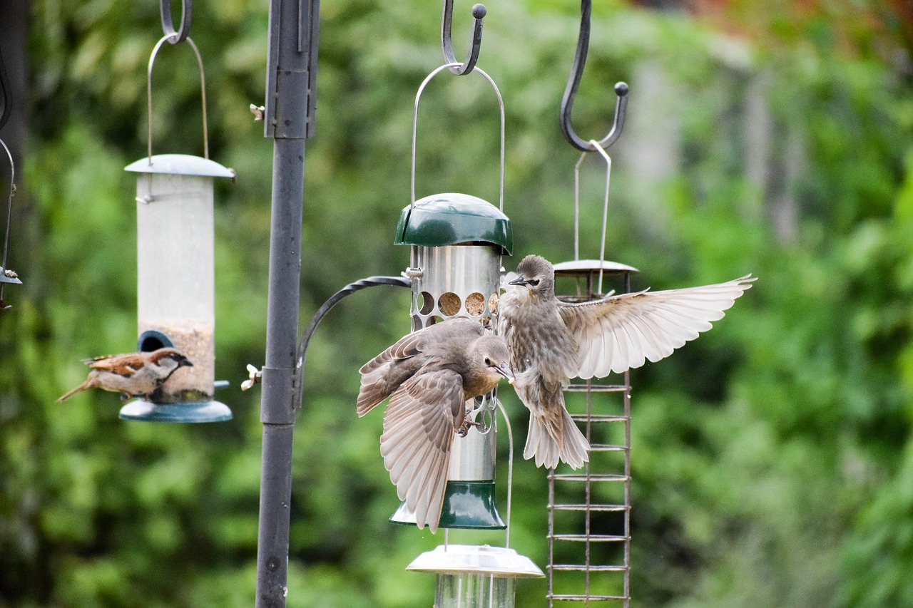 bird bird feeder bird flight free photo