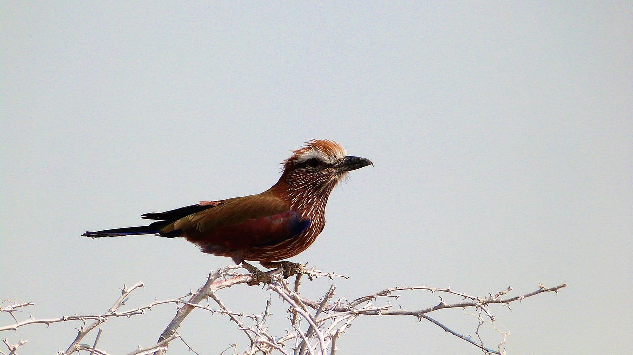 bird wildlife namibia free photo