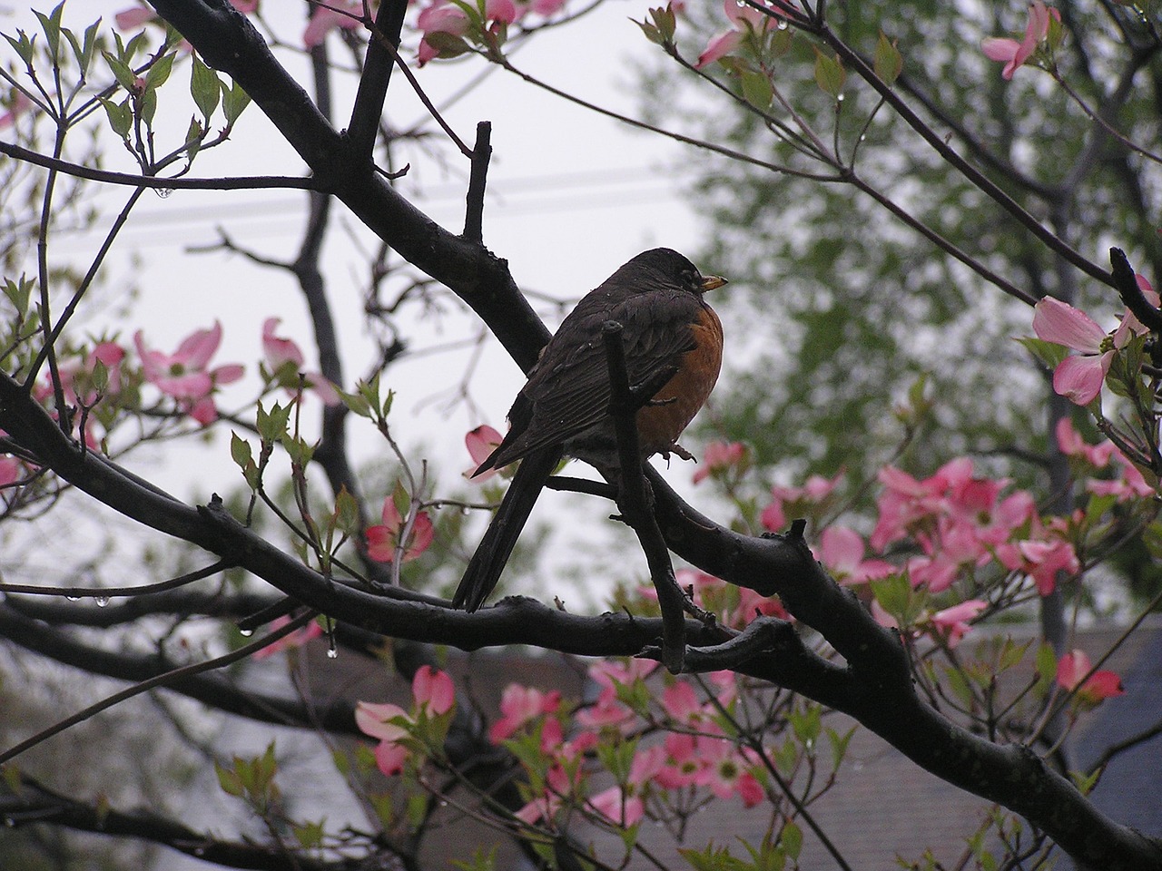 bird robin wildlife free photo