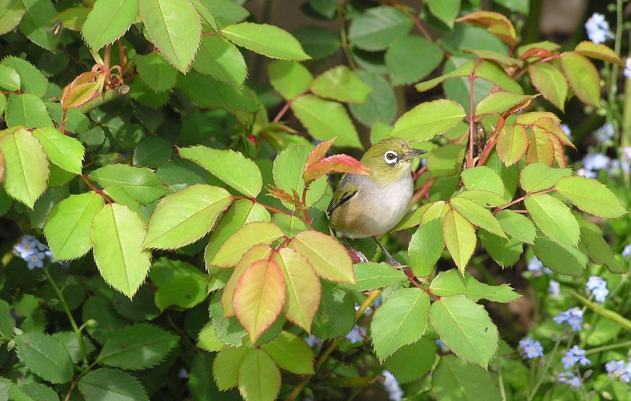 bird on roses free photo