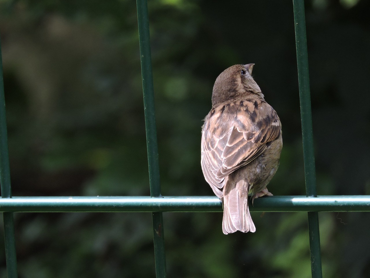 bird zoo feather free photo