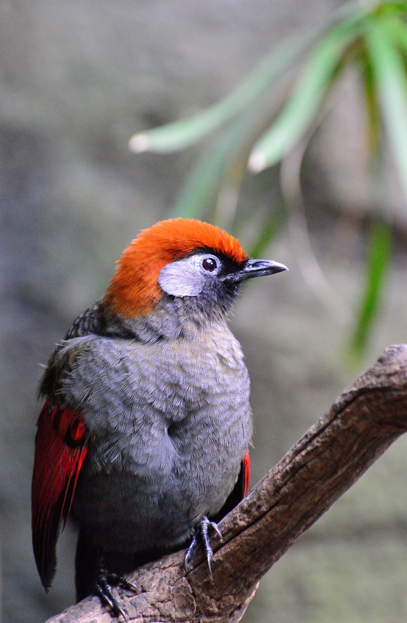 bird red-winged laughing thrush exotic free photo