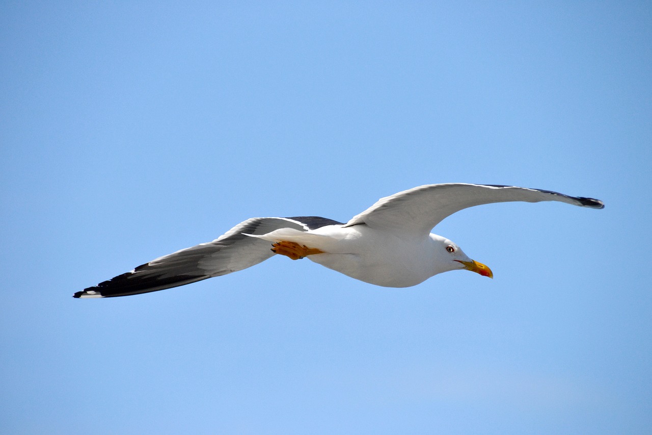 bird lake gull free photo