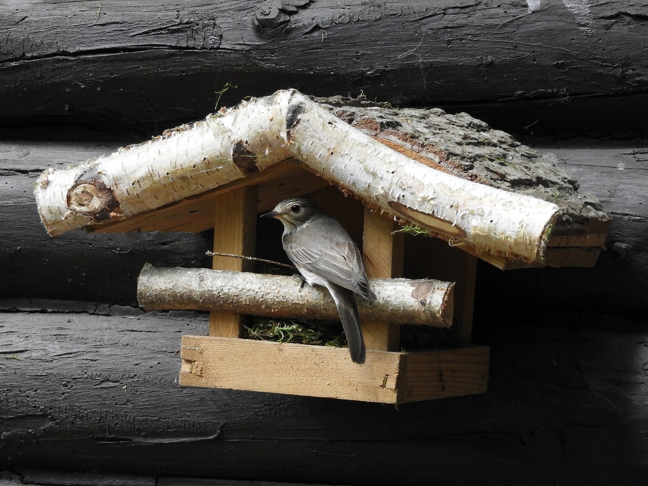 bird bird feeder nest free photo
