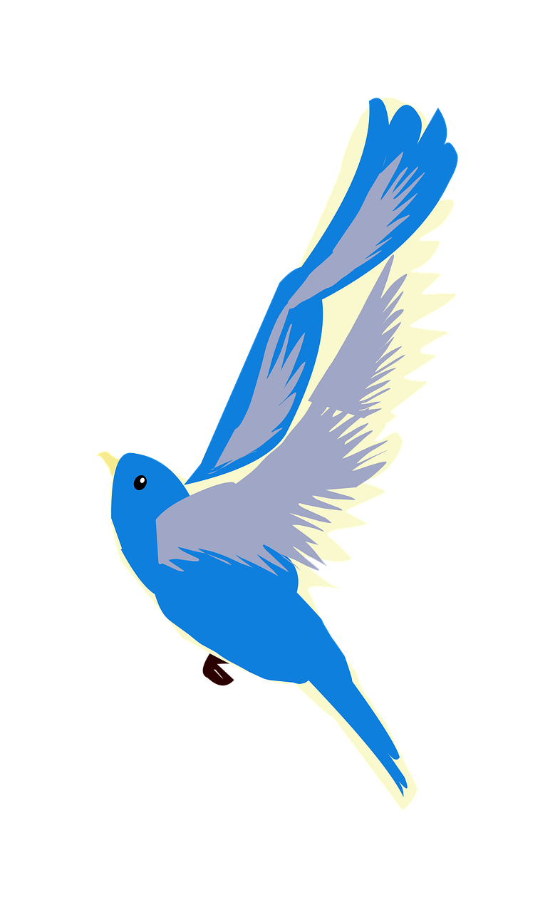 bird blue bird flying free photo