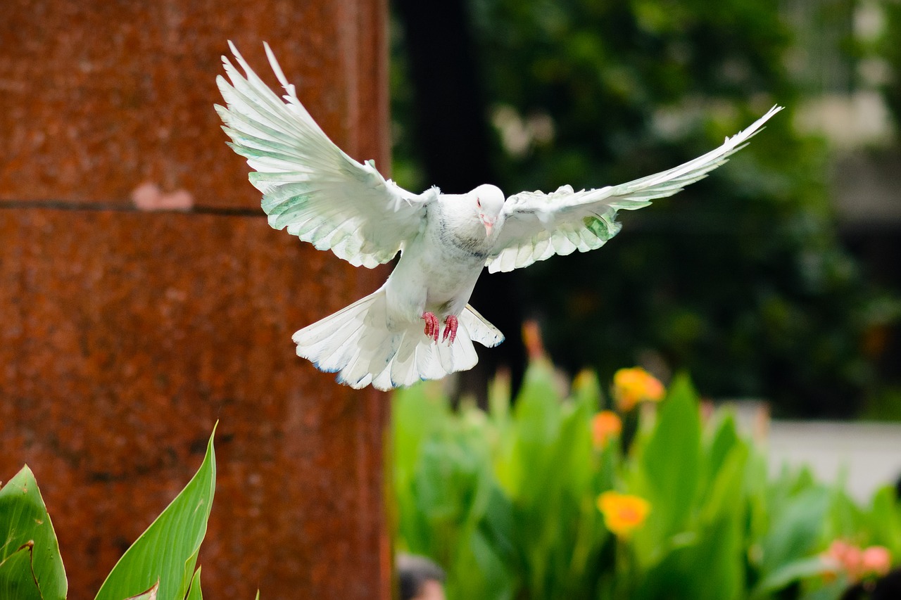 bird nature dove free photo