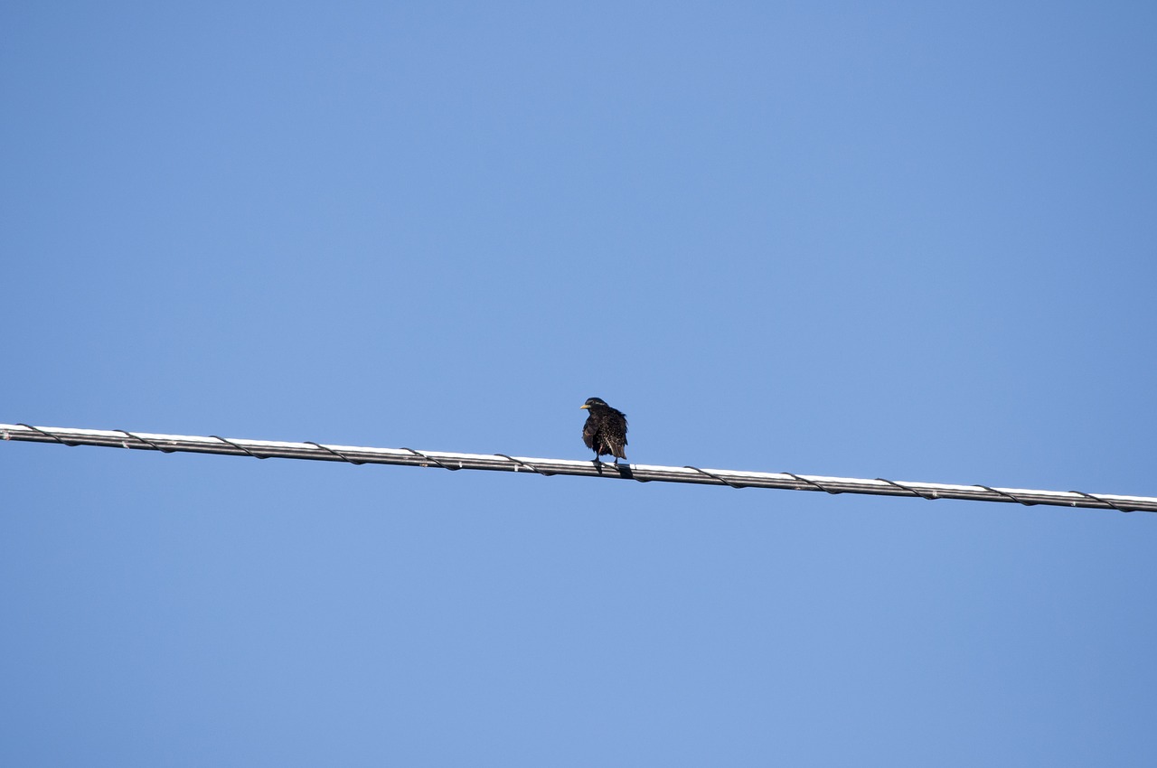 bird wire sitting free photo