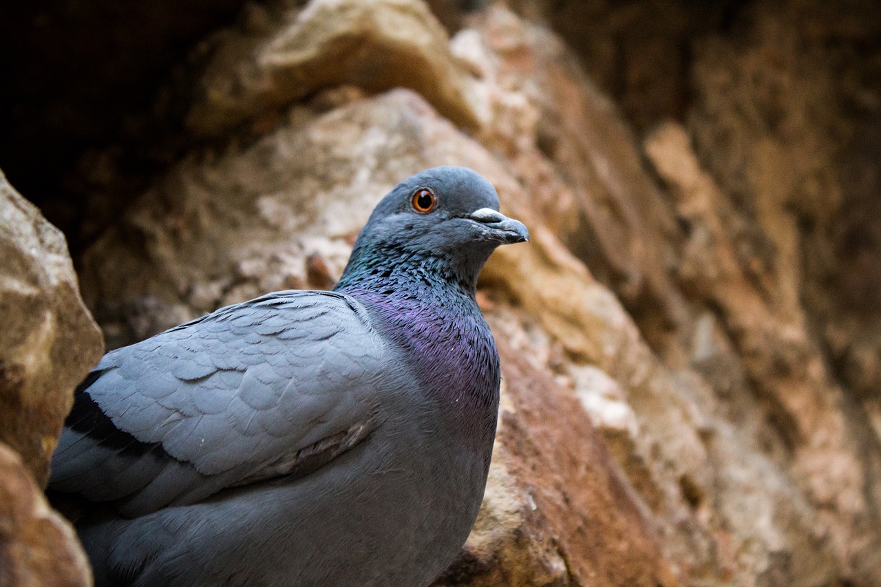 bird pigeon photography free photo