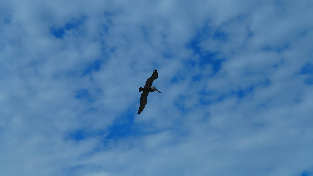 bird sky wings free photo