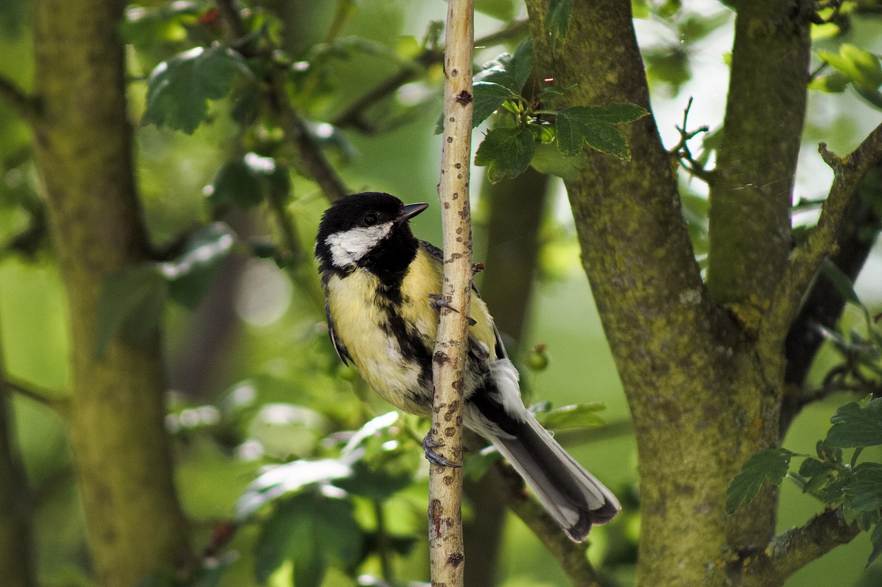 bird tit nature free photo