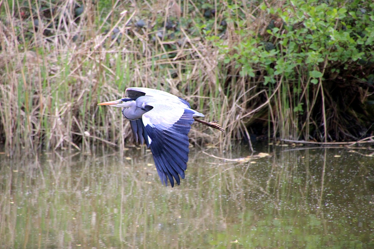 bird water heron free photo