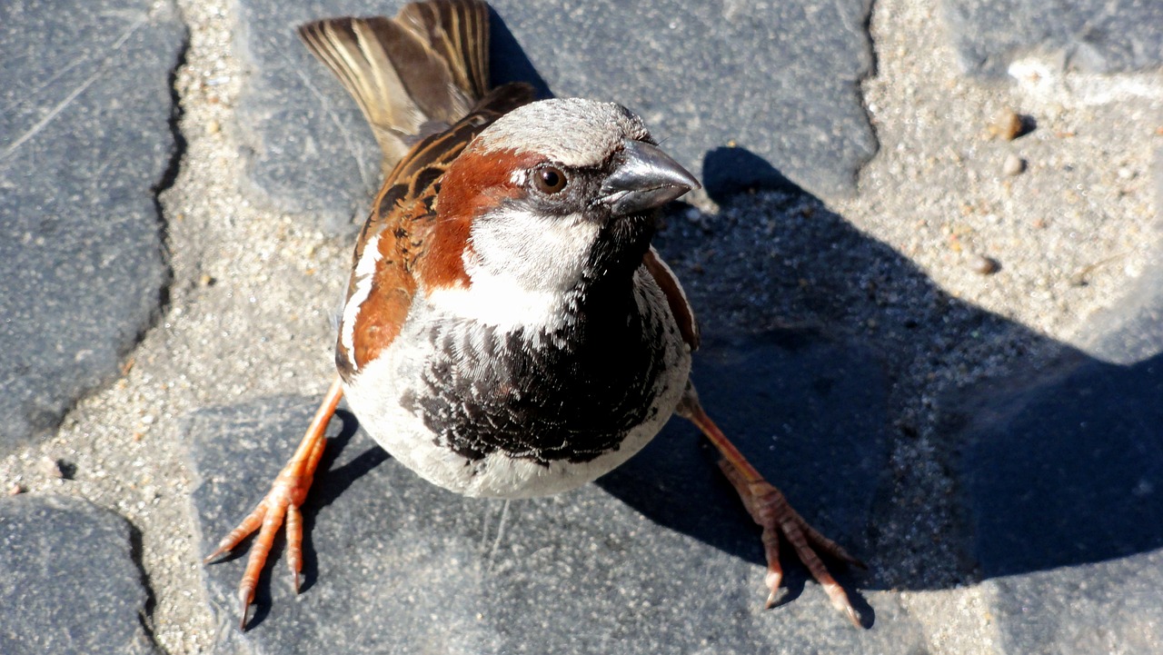 bird the sparrow wróbelek free photo