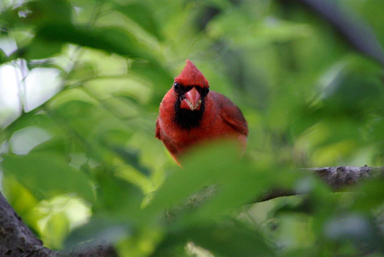 bird cardinal wildlife free photo