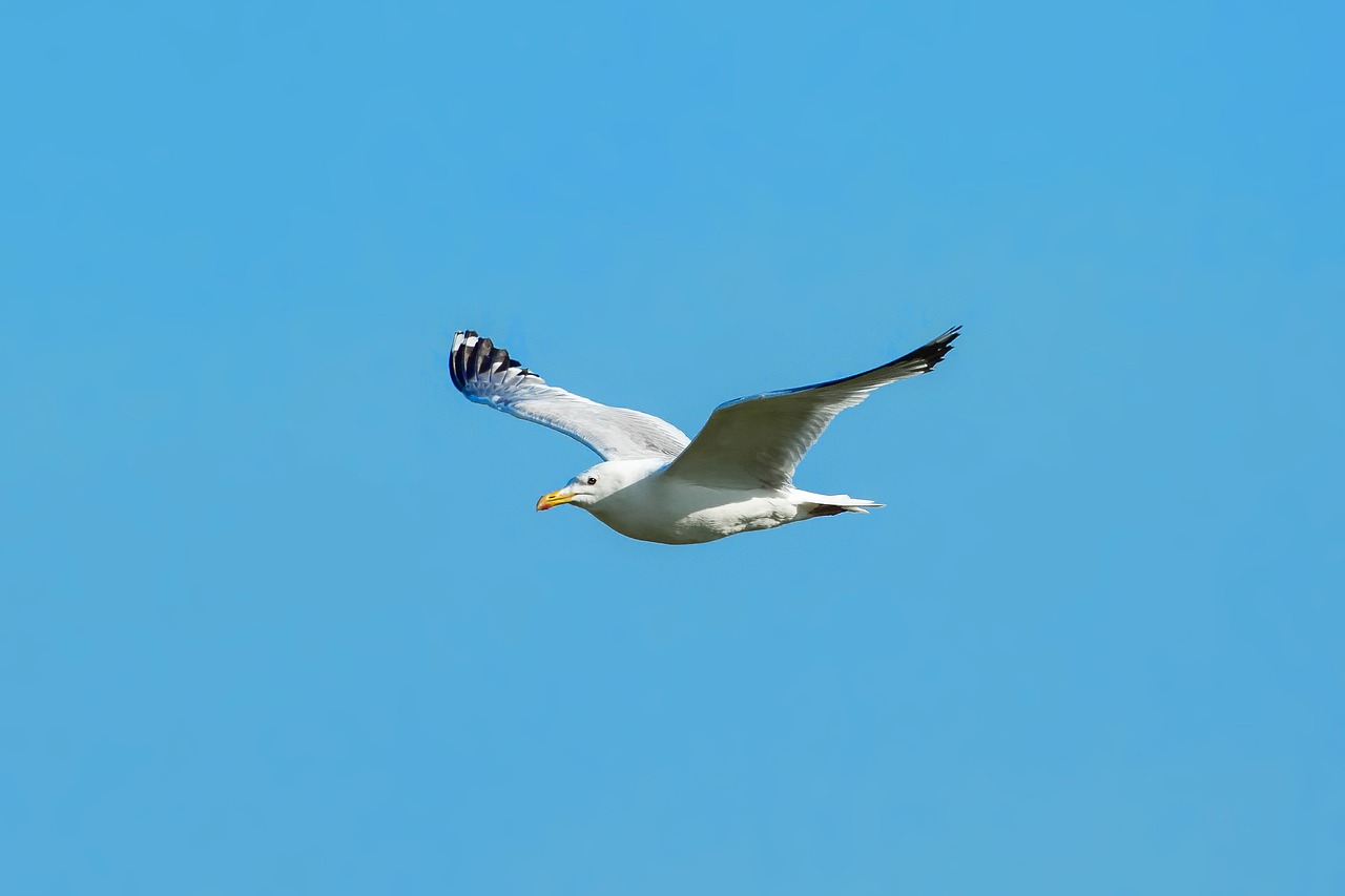 bird sea gull flight free photo