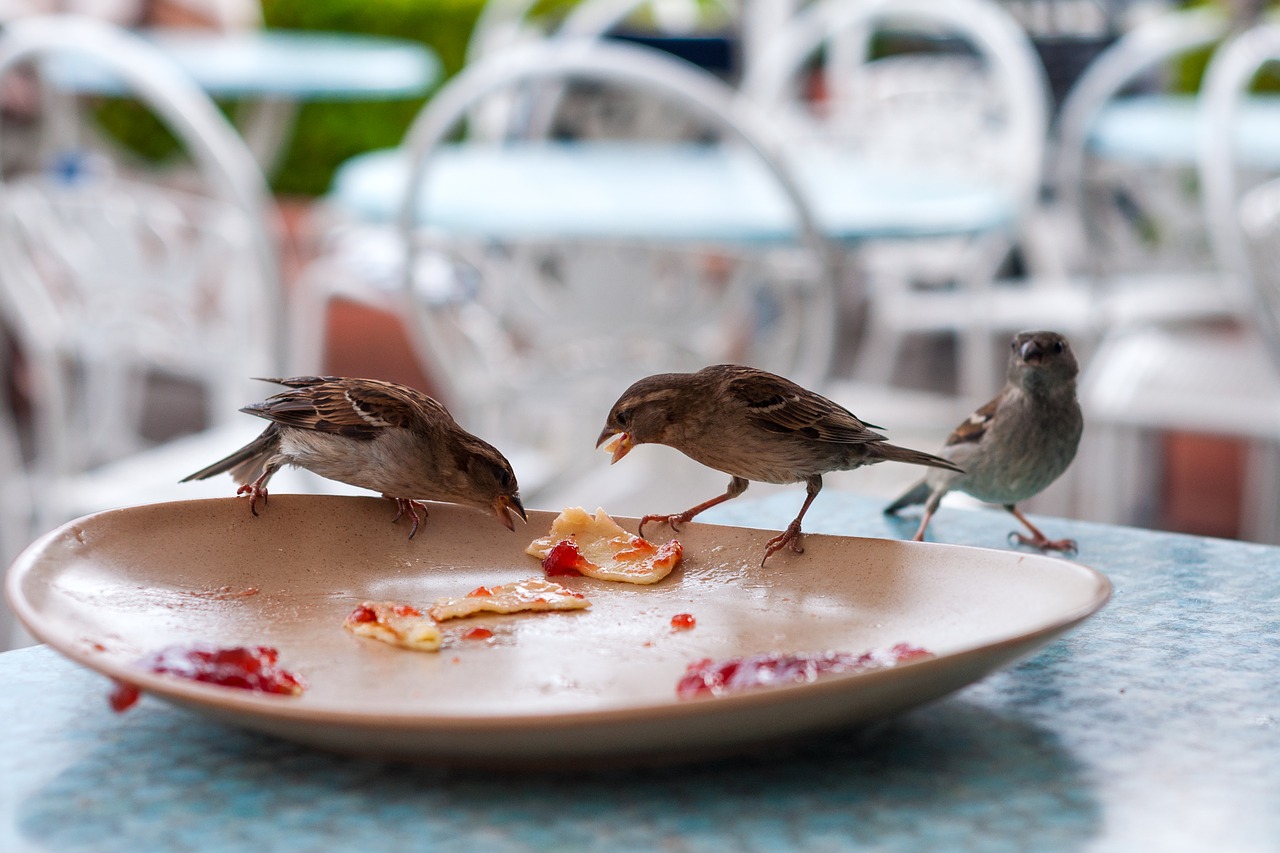 bird plate restaurant free photo
