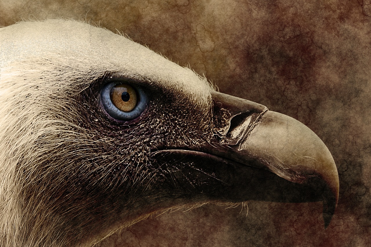 bird vulture art free photo