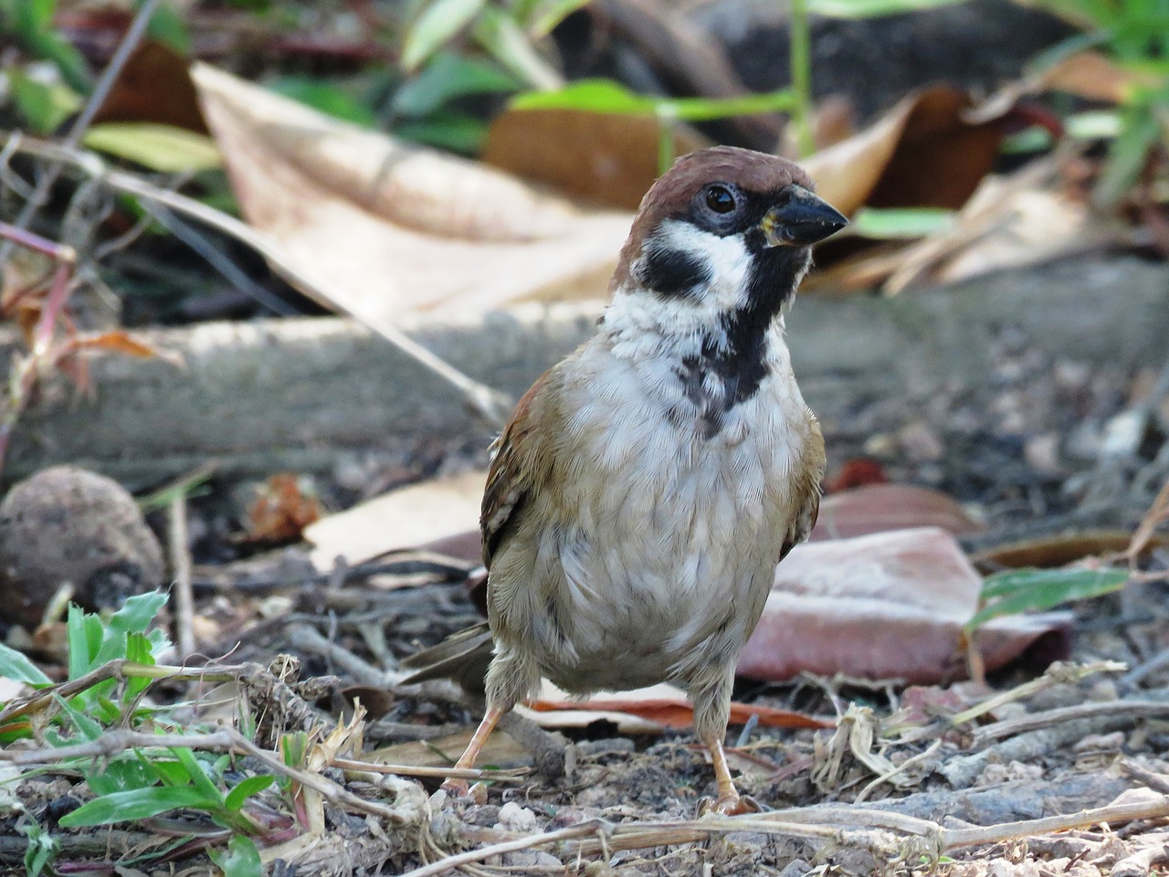 bird singapore chinese garden free photo