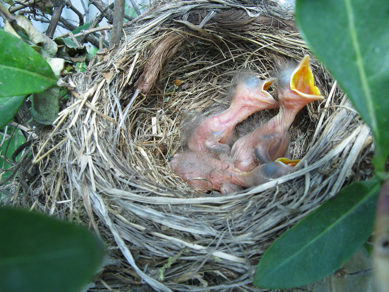 bird nest risers free photo