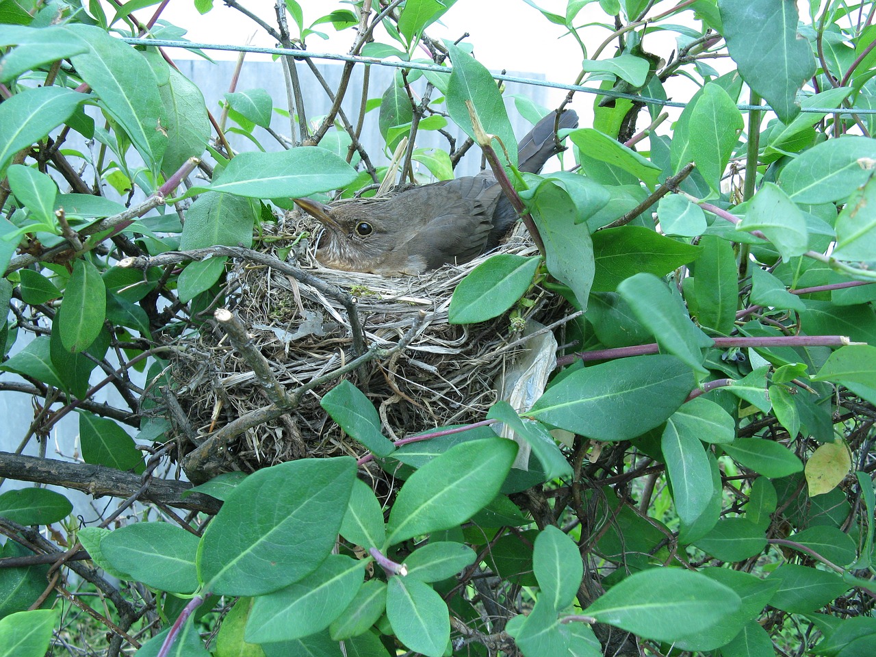 bird nest nesting free photo